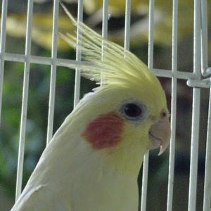 Meet your Posher, Lau